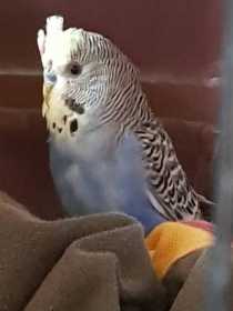 Found Budgerigar