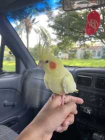 Found Cockatiel