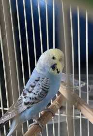 Found Budgerigar