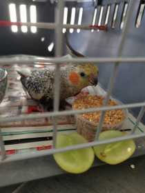 Found Cockatiel