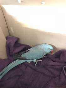 Found Indian Ringneck Parakeet