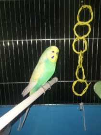 Found Budgerigar