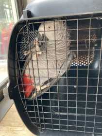 Found African Grey