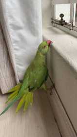 Found Indian Ringneck Parakeet