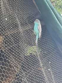 Found Budgerigar