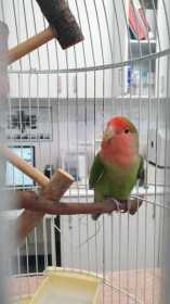 Found Lovebird