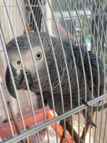 Found African Grey
