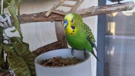 Found Budgerigar