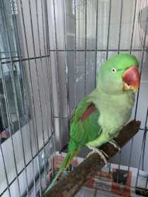 Found Alexandrine