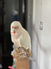 Found Corella Cockatoo