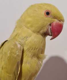 Found Indian Ringneck Parakeet