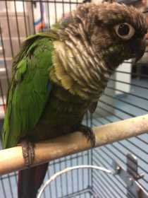 Found Conure