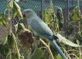 Found Australian Ringneck Parakeet