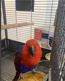 Found Eclectus