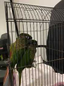 Found Conure