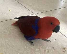 Found Eclectus