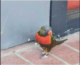 Found Lory / Lorikeet