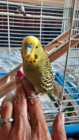 Found Budgerigar