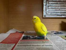 Found Budgerigar