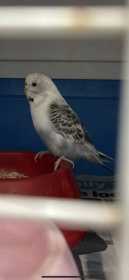 Found Budgerigar