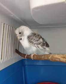 Found Budgerigar