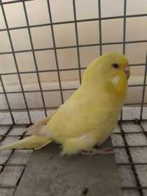 Found Budgerigar