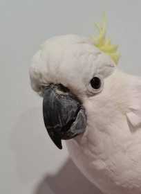 Found Cockatoo