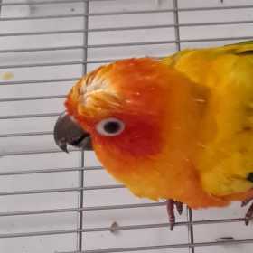 Found Conure