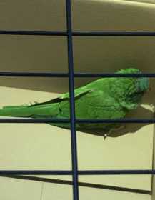 Found Conure