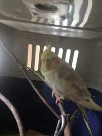 Found Cockatiel