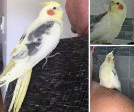 Found Cockatiel