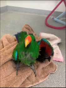 Found Eclectus