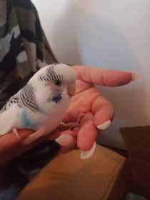 Found Budgerigar