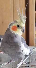 Found Cockatiel