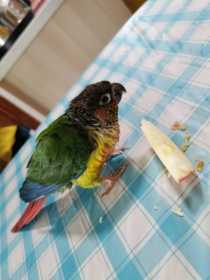 Found Conure