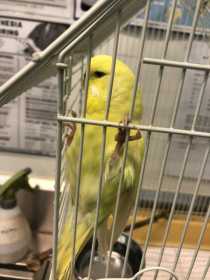 Found Budgerigar