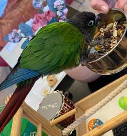 Found Conure