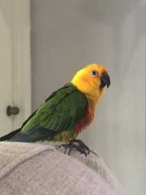 Found Conure