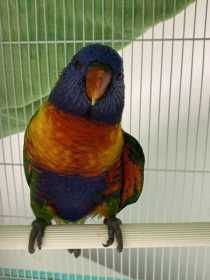 Found Lory / Lorikeet