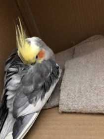 Found Cockatiel