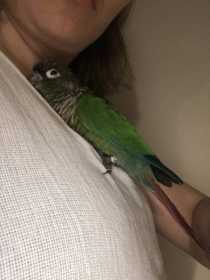 Found Conure