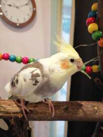 Found Cockatiel