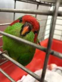 Found Lory / Lorikeet