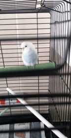 Found Budgerigar