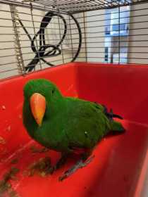 Found Eclectus