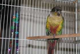 Found Conure