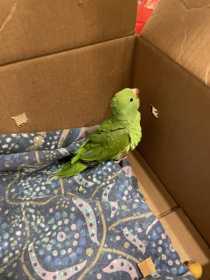 Found Parrotlet