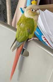 Found Conure