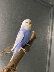 Found Budgerigar