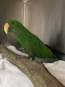 Found Eclectus